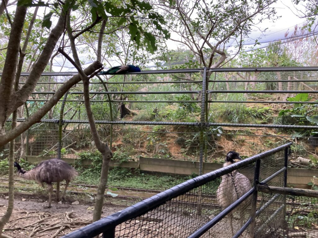 【所要時間は?】ネオパークオキナワの口コミ・料金・駐車場等を紹介 わくわく沖縄♪ 沖縄子連れ旅行ブログ